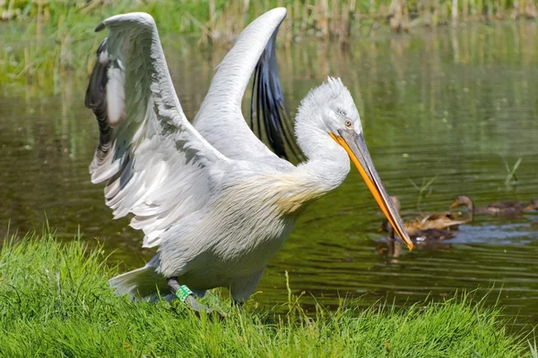 Pélican de Dalmatie (Pelecanus crispus) — Photo