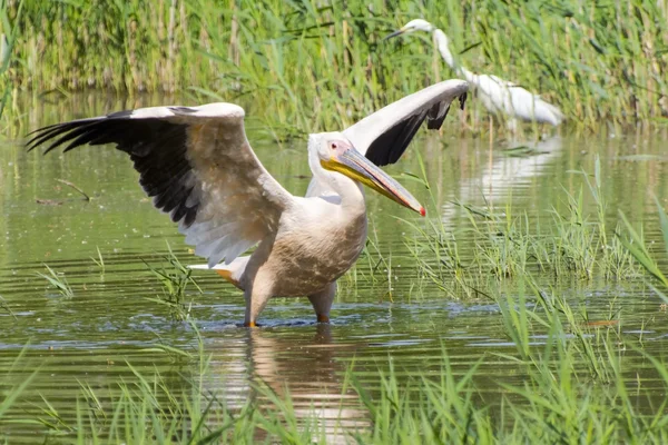 Velký pelikán bílý (Pelecanus onocrotalus) — Stock fotografie