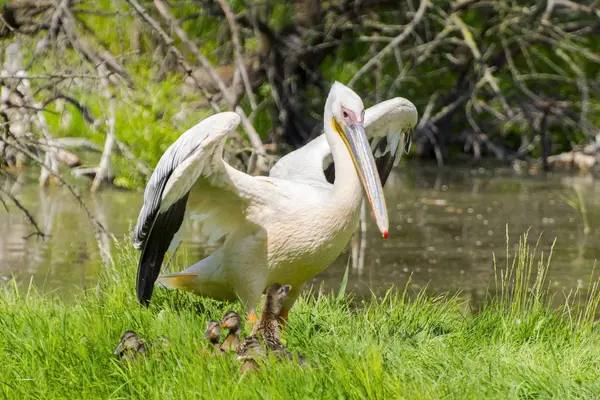 Velký pelikán bílý (Pelecanus onocrotalus) — Stock fotografie