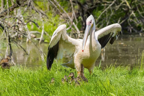 Great white pelican (Pelecanus onocrotalus) — Stock Photo, Image