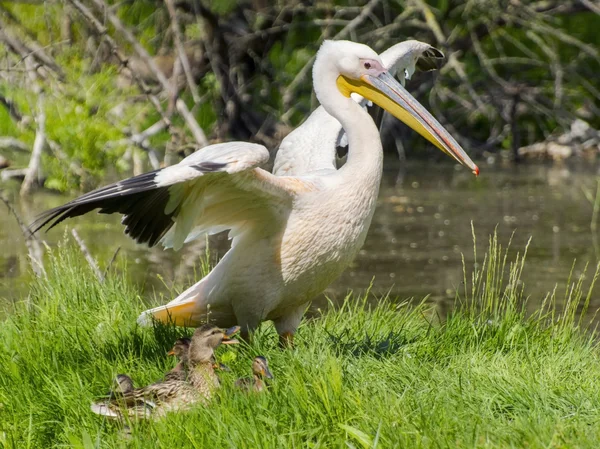 Velký pelikán bílý (Pelecanus onocrotalus) — Stock fotografie