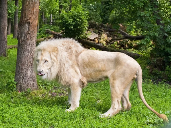 Witte Leeuw (Panthera leo krugeri) — Stockfoto