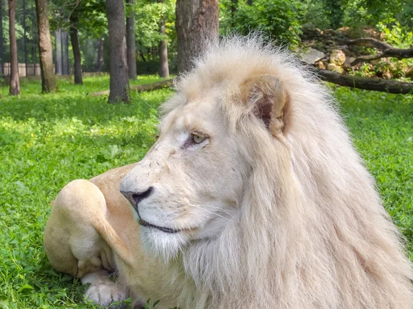 White lion (Panthera leo krugeri) — Stock Photo, Image