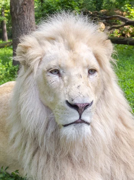 Leone bianco (Panthera leo krugeri ) — Foto Stock