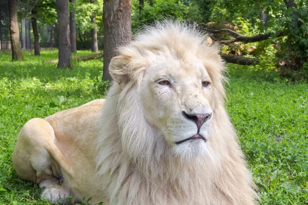 White lion (Panthera leo krugeri) — Stock Photo, Image