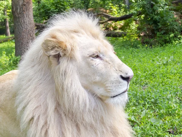 Vita lejon (Panthera leo krugeri) — Stockfoto