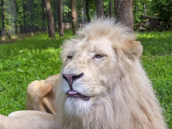 Leone bianco (Panthera leo krugeri ) Foto Stock