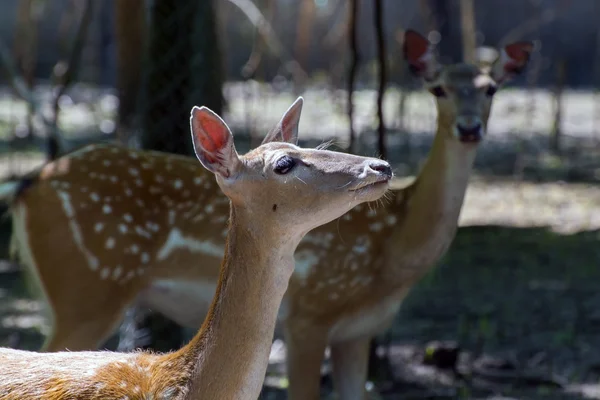 Persian fallow deer (Dama mesopotamica) — Stock Photo, Image