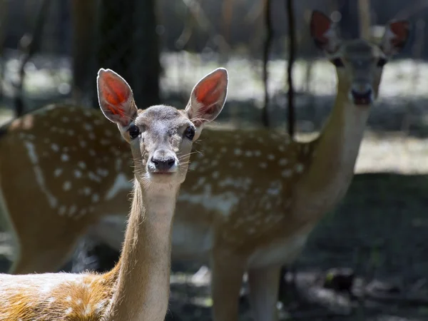 Persian fallow deer (Dama mesopotamica) — Stock Photo, Image