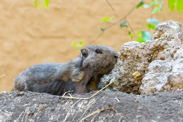 Альпийский сурок (Marmota marmota) — стоковое фото