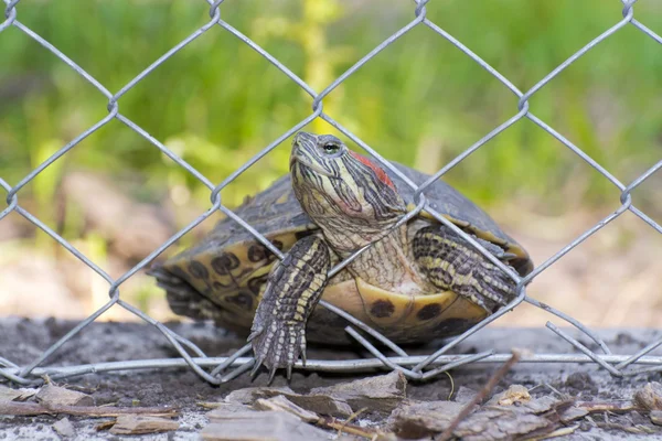 Einwanderer-Schildkröte — Stockfoto