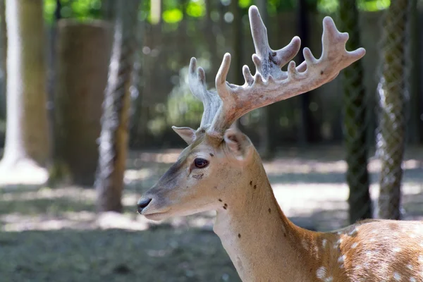 Persian fallow deer (Dama mesopotamica) — Stock Photo, Image