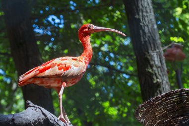 Scarlet ibis (Eudocimus ruber) clipart