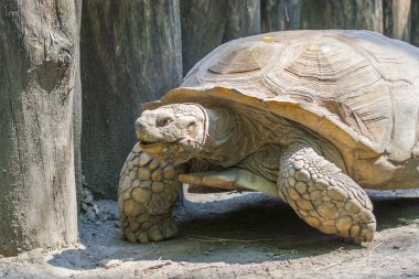 Afrika mahmuzlu kaplumbağası (centrochelys sulcata)