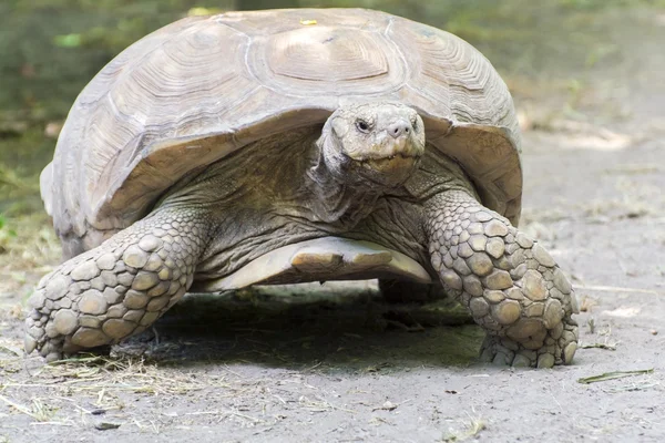 Africké pobídl želví (centrochelys sulcata) — Stock fotografie