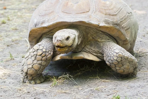 Africké pobídl želví (centrochelys sulcata) — Stock fotografie