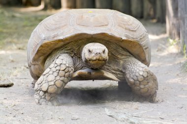 Afrika mahmuzlu kaplumbağası (centrochelys sulcata)