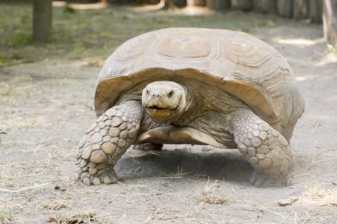 Afrika mahmuzlu kaplumbağası (centrochelys sulcata)