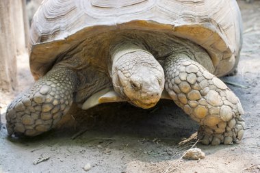 Afrika mahmuzlu kaplumbağası (centrochelys sulcata)