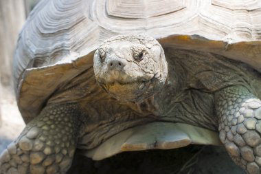 Afrika mahmuzlu kaplumbağası (centrochelys sulcata)