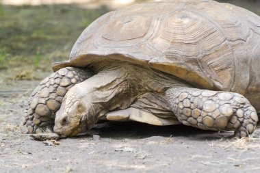 Afrika mahmuzlu kaplumbağası (centrochelys sulcata)