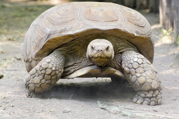 Afrikanska sporrade sköldpadda (centrochelys sulcata) — Stockfoto