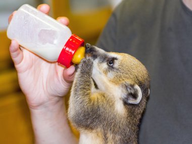 Güney Amerika coati (Nasua nasua) bebek