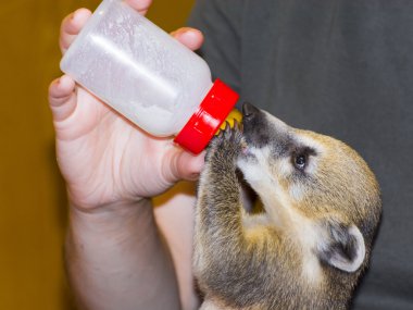 Güney Amerika coati (Nasua nasua) bebek