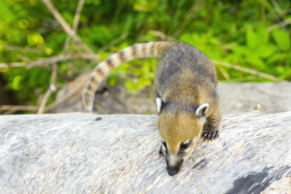 Güney Amerika coati (Nasua nasua) bebek — Stok fotoğraf