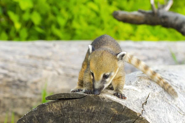 South American coati (Nasua nasua) baby — Stock Photo, Image