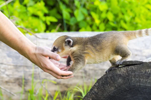 Zuid-Amerikaanse coati (Nasua nasua) baby — Stockfoto