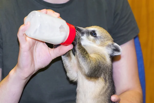 Coati sul-americano (Nasua nasua) bebê — Fotografia de Stock