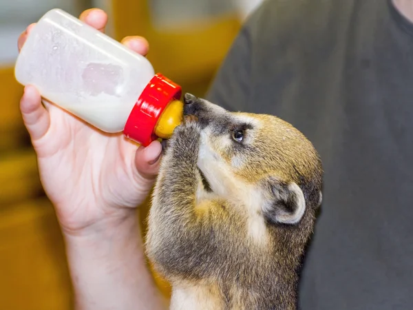 Zuid-Amerikaanse coati (Nasua nasua) baby — Stockfoto