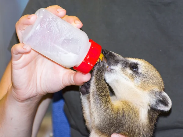 South American coati (Nasua nasua) baby — Stock Photo, Image