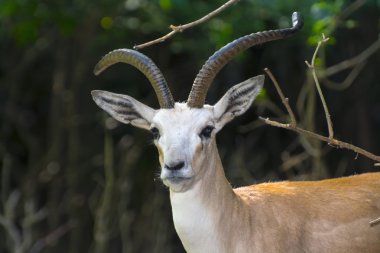 goitered ceylan (gazella subgutturosa)