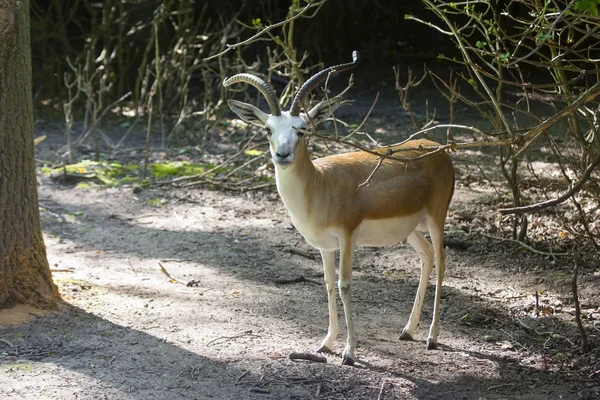 Goitered gazelle  (Gazella subgutturosa) — Stock Photo, Image