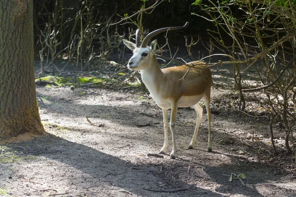 Goitered gazelle  (Gazella subgutturosa) — Stock Photo, Image