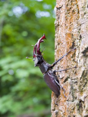 Stag beetle (lucanus cervus)