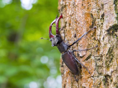 Stag beetle (lucanus cervus)