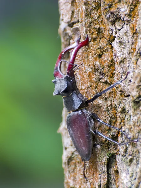 Stag beetle (Lucanus cervus) — Stock Photo, Image