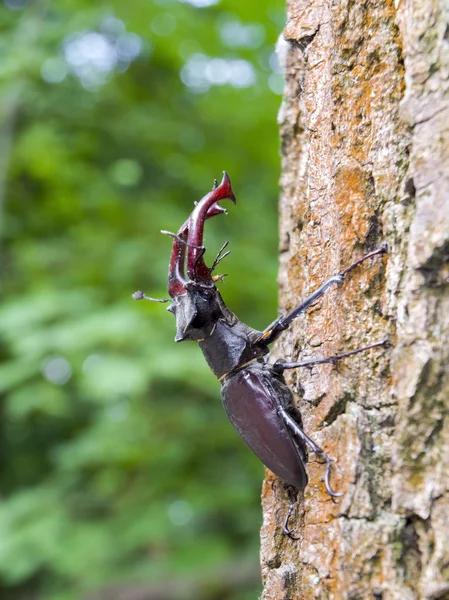 Stag beetle (Lucanus cervus) — Stock Photo, Image