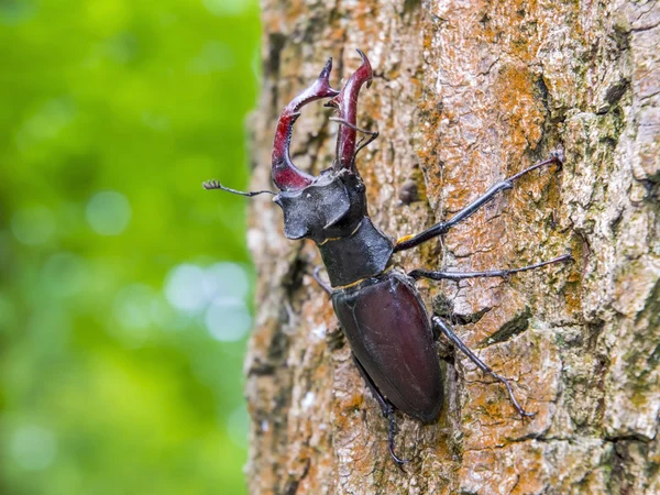 Stag beetle (Lucanus cervus) — Stock Photo, Image