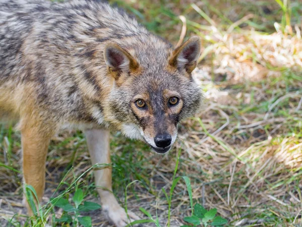 Golden jackal (Canis aureus) — Stock Photo, Image