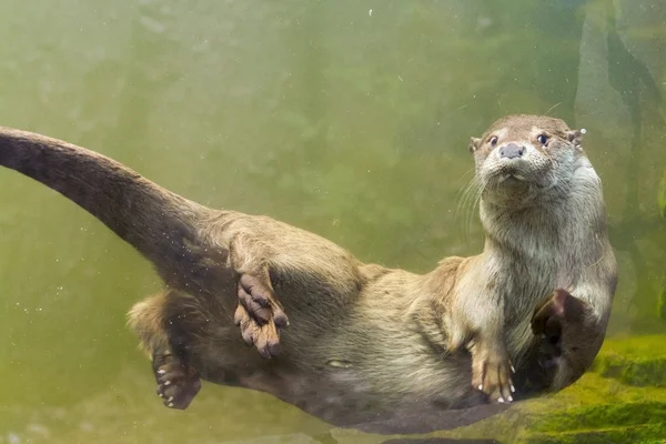 Nutria europea (Lutra lutra lutra ) — Foto de Stock