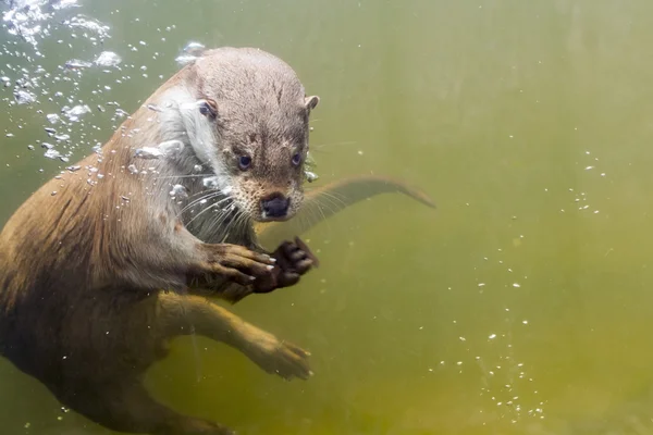 European otter (Lutra lutra lutra) — Stock Photo, Image