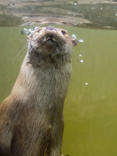 Nutria europea (Lutra lutra lutra ) — Foto de Stock