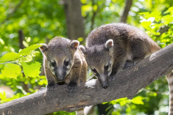 Μωρό Νότιας Αμερικής coati (Nasua nasua) — Φωτογραφία Αρχείου