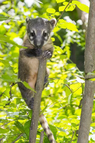 Güney Amerika coati (Nasua nasua) bebek — Stok fotoğraf