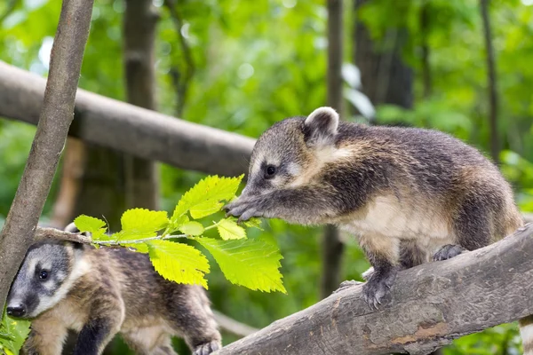 South American coati (Nasua nasua) baby — Stock Photo, Image