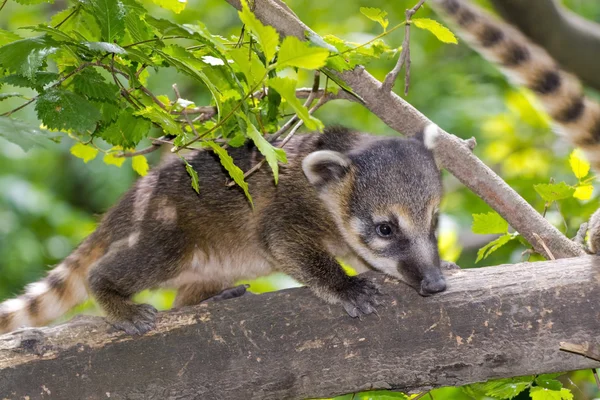 Μωρό Νότιας Αμερικής coati (Nasua nasua) — Φωτογραφία Αρχείου